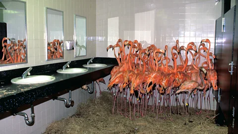 Flamingos shelter in a windowless toilet block on a bed of straw (Credit: Ron Magill)