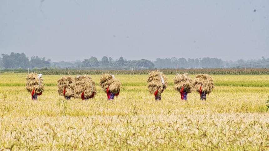 new rice varieties approved in bangladesh
